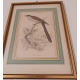 Lot de 6 gravures "Oiseaux" par SWAINSSON