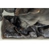  Bronze "Eléphant", signé BARYE sur  Moinat SA  - Antiquités décoration