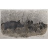 Gravure "Sangliers, clair de lune" signée HAINARD
