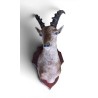 Trophée de chasse \"Jeune Bouquetin\"