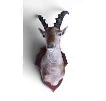 Trophée de chasse "Jeune Bouquetin"