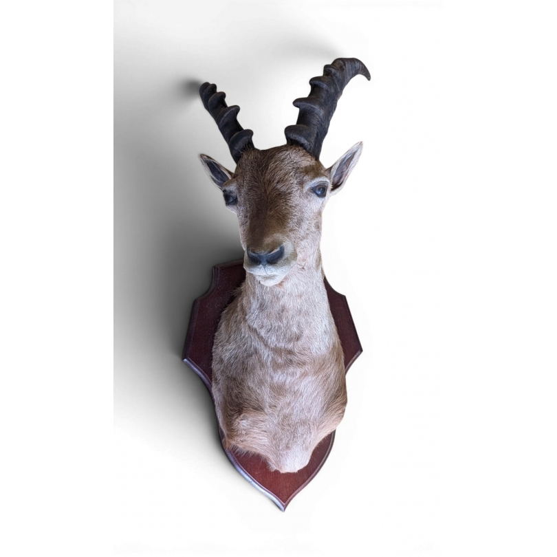 Trophée de chasse "Jeune Bouquetin"
