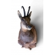 Trophée de chasse "Chamois"