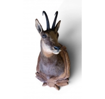 Trophée de chasse "Chamois"