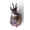Trophée de chasse "Chamois"
