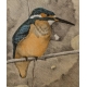 Gravure "Martin-pêcheur" signée COSANDEY