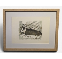 Gravure "Chamois" signée COSANDEY