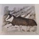 Gravure "Chamois" signée COSANDEY