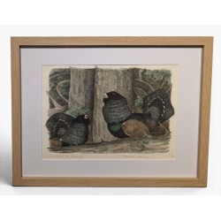 Engraving entitled ‘Grands Coqs de bruyère’, signed COSANDEY