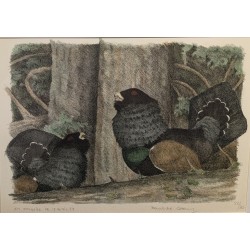 Gravure "Grands Coqs de bruyère" signée COSANDEY
