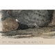 Gravure "Grands Coqs de bruyère" signée COSANDEY