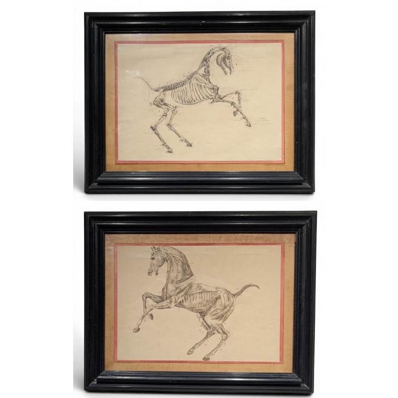 Paire de dessins anatomiques de chevaux