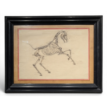 Paire de dessins anatomiques de chevaux