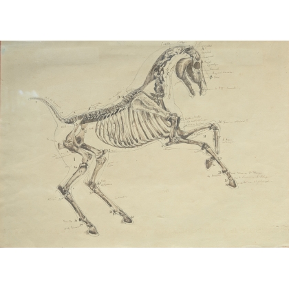 Paire de dessins anatomiques de chevaux