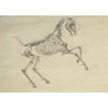 Paire de dessins anatomiques de chevaux