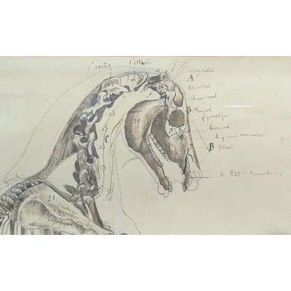 Paire de dessins anatomiques de chevaux