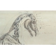 Paire de dessins anatomiques de chevaux