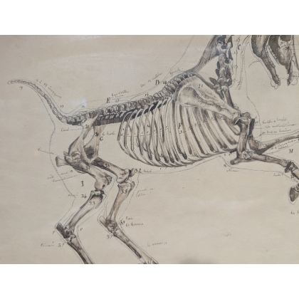 Paire de dessins anatomiques de chevaux