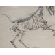 Paire de dessins anatomiques de chevaux