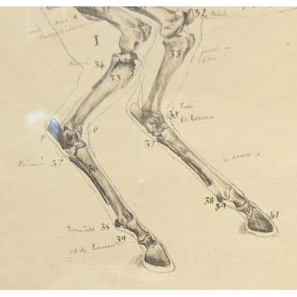 Paire de dessins anatomiques de chevaux