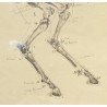 Paire de dessins anatomiques de chevaux