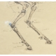 Paire de dessins anatomiques de chevaux