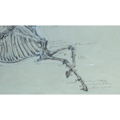 Paire de dessins anatomiques de chevaux