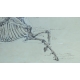 Paire de dessins anatomiques de chevaux