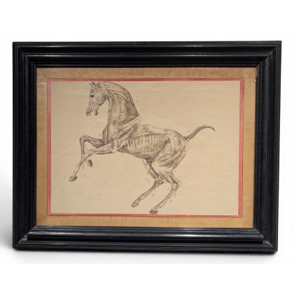 Paire de dessins anatomiques de chevaux
