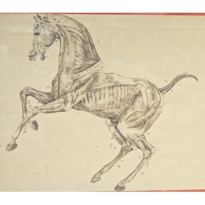 Paire de dessins anatomiques de chevaux