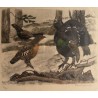 Gravure "Coq, poule et jeune coq" signée HAINARD