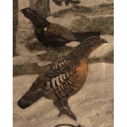 Gravure "Coq, poule et jeune coq" signée HAINARD