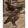 Gravure "Coq, poule et jeune coq" signée HAINARD