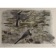 Gravure "Bergeronnettes grises" signée HAINARD