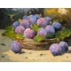 Paire de tableaux "Fruits" signées H. AUBERT