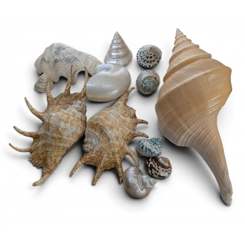 Collection de coquillages anciens