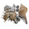 Collection de coquillages anciens