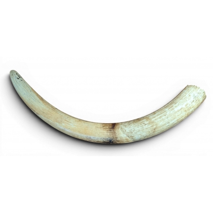 Défense d\'éléphant