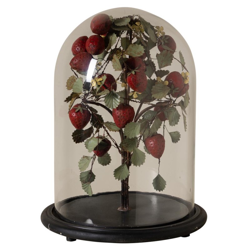Fraisier sous cloche