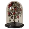 Fraisier sous cloche