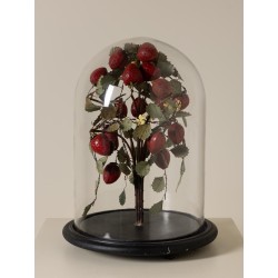 Fraisier sous cloche