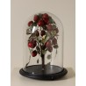 Fraisier sous cloche