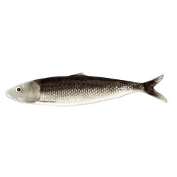 Plat allongé sardine