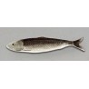 Plat allongé sardine