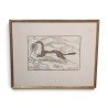 Gravure "Hermine" signée HAINARD