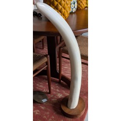 Paire de défenses avec socles en bois