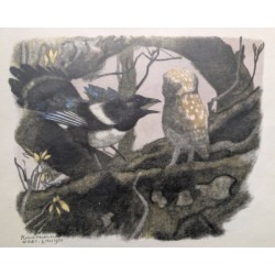 Xylographie "Chevêche et pie" par Robert HAINARD