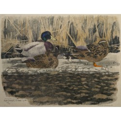 Gravure "Colverts sur la glace" signée HAINARD
