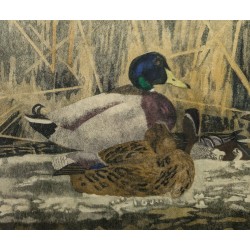 Gravure "Colverts sur la glace" signée HAINARD