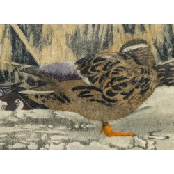 Gravure "Colverts sur la glace" signée HAINARD